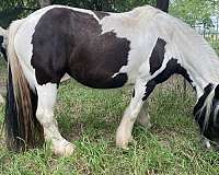 piebald-gvhs-mare