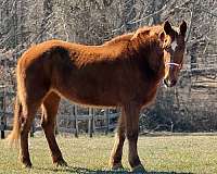 chestnut-belgian-mare