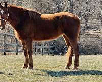 chestnut-mare-for-sale