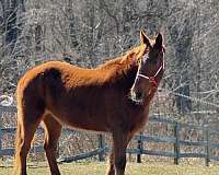 15-hand-belgian-mare