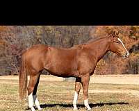 quarter-horse-mare