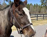 broke-to-ride-quarter-horse