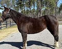 broke-to-ride-drive-quarter-horse