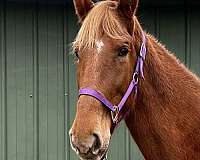 tennessee-walking-horse-for-sale