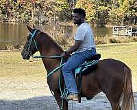 tennessee-walking-horse