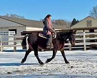 all-around-warmblood-horse