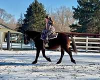 beginner-warmblood-horse