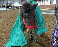 companion-miniature-horse