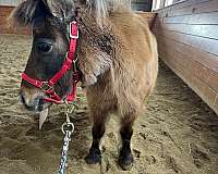 driving-miniature-horse