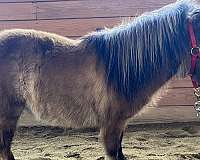 no-vices-miniature-horse