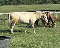 white-mare-foal