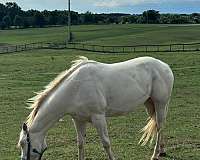 quarter-horse-for-sale