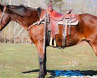 athletic-quarter-horse