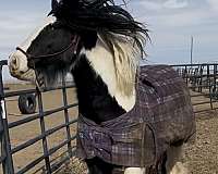 gypsy-vanner-appendix-horse