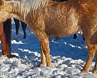 halter-rabicano-palomino-horse