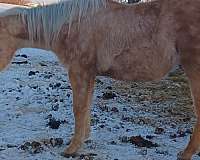 palomino-halter-rabicano-horse