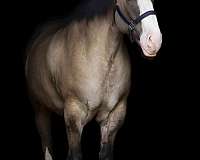 ability-draft-horse