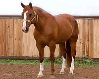 ability-quarab-horse