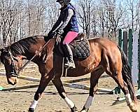 athletic-warmblood-horse