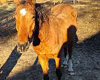 curly-mustang-horse-for-sale