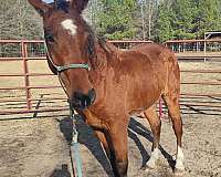 curly-mustang-horse