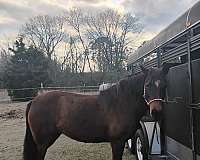 mustang-horse-for-sale