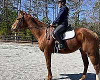 chestnut-white-sock-blaze-horse