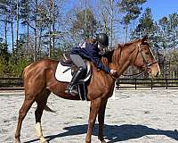 all-around-thoroughbred-horse