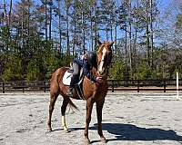 dressage-thoroughbred-horse