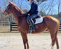 hunter-thoroughbred-horse