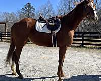 husband-safe-thoroughbred-horse