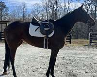 all-around-thoroughbred-horse