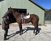 dressage-thoroughbred-horse