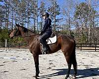 athletic-thoroughbred-horse