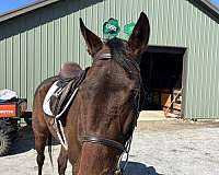 equitation-thoroughbred-horse