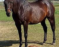 hunter-thoroughbred-horse