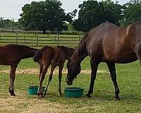 hunter-under-saddle-thoroughbred-horse