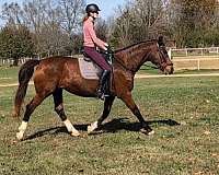 breeding-hanoverian-horse