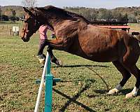 classical-hanoverian-horse