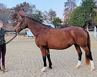 dressage-hanoverian-horse