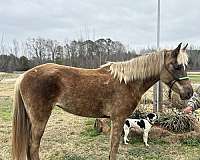 5-year-old-missouri-fox-trotter-horse