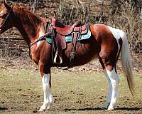 all-around-missouri-fox-trotter-horse