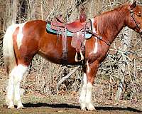 athletic-missouri-fox-trotter-horse