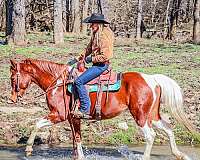 beginner-missouri-fox-trotter-horse