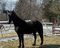 affordable-tennessee-walking-horse