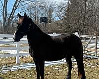 all-tennessee-walking-horse