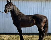 black-mare-tennessee-walking-horse