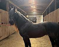 black-roan-tennessee-walking-horse