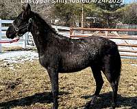 broodmare-tennessee-walking-horse