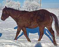 halter-heel-filly